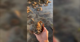 Copertina di Il folle gesto di un ragazzo su TikTok, si riprende mentre tiene in mano un pesce pietra: è il più velenoso al mondo. Il video girato in Australia