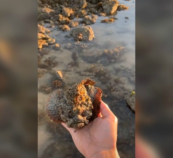 Il folle gesto di un ragazzo su TikTok, si riprende mentre tiene in mano un pesce pietra: è il più velenoso al mondo. Il video girato in Australia