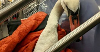Copertina di Cigno avvelenato e ferito: una passante lo nasconde sotto la giacca e lo salva facendo 37km a piedi, in metro e auto