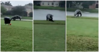 Copertina di Coccodrillo gigante passeggia sul campo da golf: il video dell’avvistamento mette i brividi