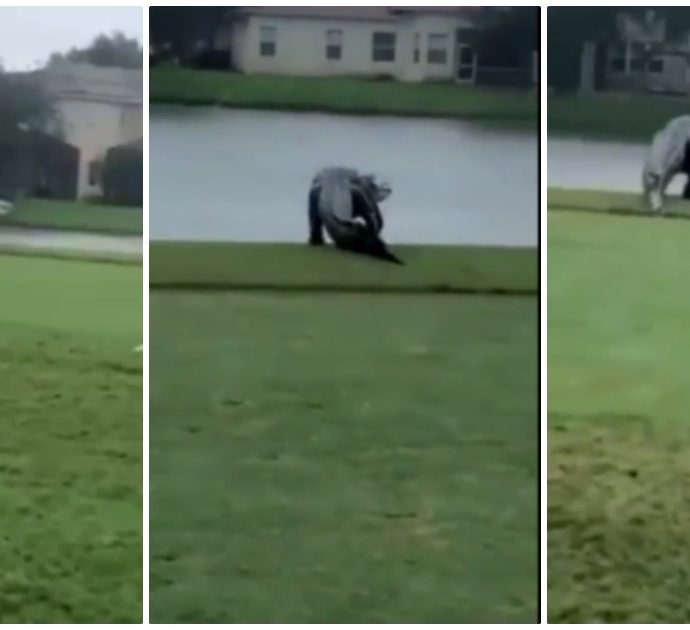 Coccodrillo gigante passeggia sul campo da golf: il video dell’avvistamento mette i brividi