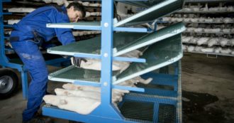 Copertina di Anche in Grecia trovati visoni positivi al Covid-19: 2500 animali verranno abbattuti