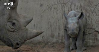 Copertina di Nato un raro esemplare di rinoceronte orientale allo zoo Chester, in Inghilterra. Le immagini