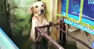 Copertina di Messico, cane rimane intrappolato sul balcone dopo l’alluvione: il video del salvataggio fa il giro del mondo