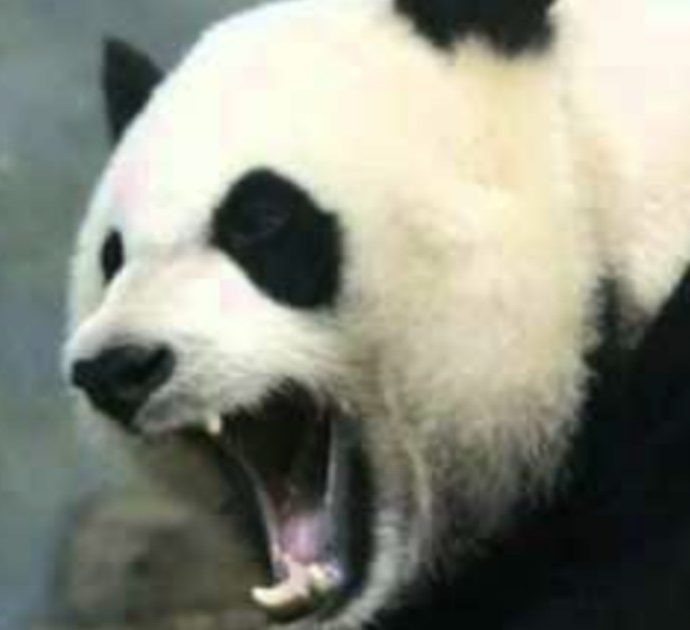 La violenta lotta tra due panda per un rapporto sessuale con la femmina: “Mai visto niente di simile”