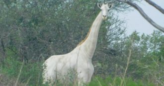 Copertina di Kenya, l’ultima giraffa bianca munita di dispositivo Gps contro i bracconieri