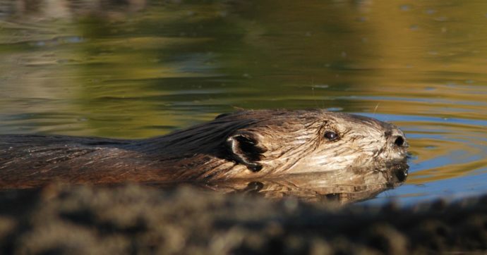 In Italia è tornato il castoro dopo 400 anni. Secondo avvistamento in due anni: “Ma come costruirà le dighe con i fiumi cementificati?”