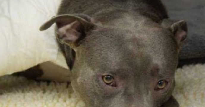 Cagnolina incinta si butta tra le fiamme e salva quattro anziani intrappolati