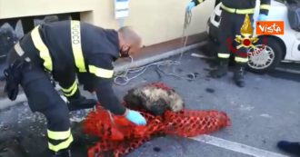 Copertina di Cane cieco scivola in un pozzo e viene recuperato dal vigili del fuoco. Il video del salvataggio