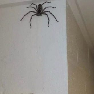 Tesoro, mi si è ingigantito il ragno. Lascia l’animale nella sua seconda casa per un anno e quando torna scopre che è diventato enorme