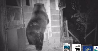 Copertina di L’orso beccato fuori dal pollaio: ecco come riesce ad aprire la porta. Le immagini incredibili dal Parco Nazionale della Majella