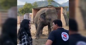 La dedica di Cher per l’ultimo giorno di cattività dell’elefante Kaavan: vola in Pakistan e canta per lui “I sogni son desideri” – Video
