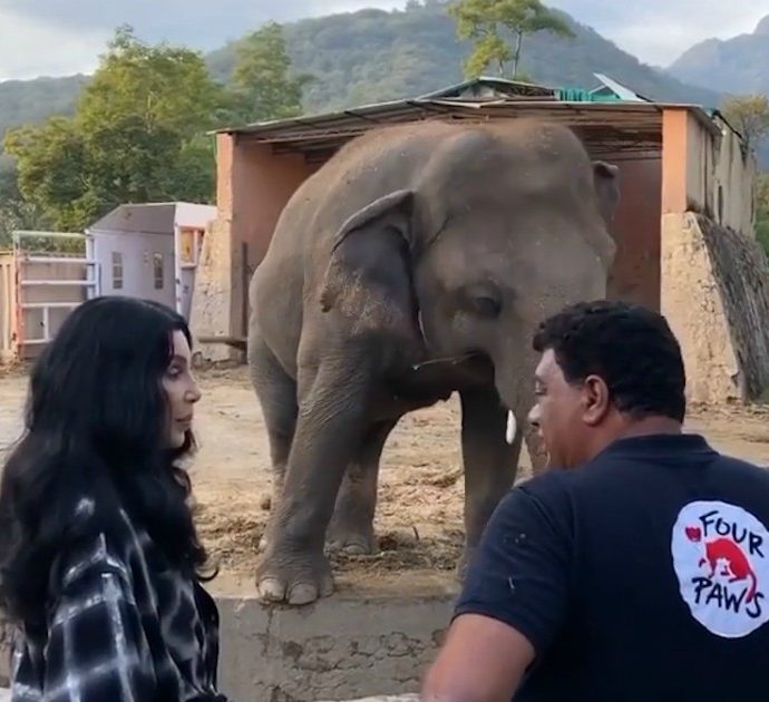 La dedica di Cher per l’ultimo giorno di cattività dell’elefante Kaavan: vola in Pakistan e canta per lui “I sogni son desideri” – Video