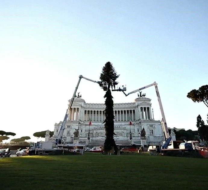 Roma, in piazza Venezia torna “Spelacchio”. Raggi: “Abbiamo deciso di non rinunciare all’albero per dare un messaggio di speranza”