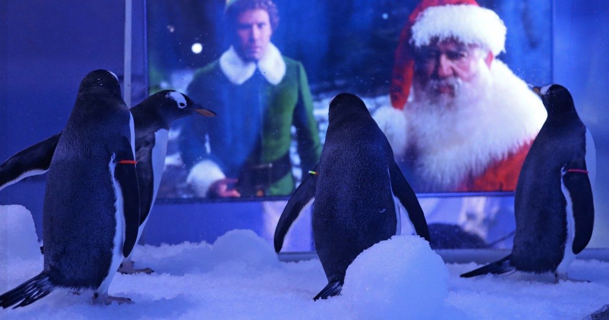 Pinguini costretti a stare immobili davanti a un film di Natale: “Aberrante”