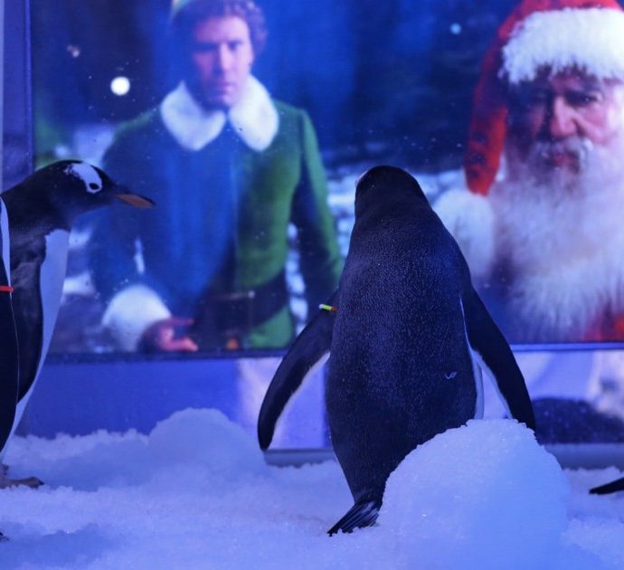 Pinguini costretti a stare immobili davanti a un film di Natale: “Aberrante”