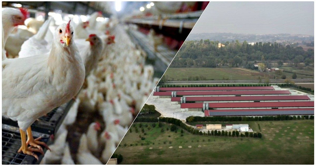 La battaglia di un cittadino marchigiano contro il colosso Fileni: il Consiglio di Stato gli dà ragione, stop all’allevamento intensivo di polli