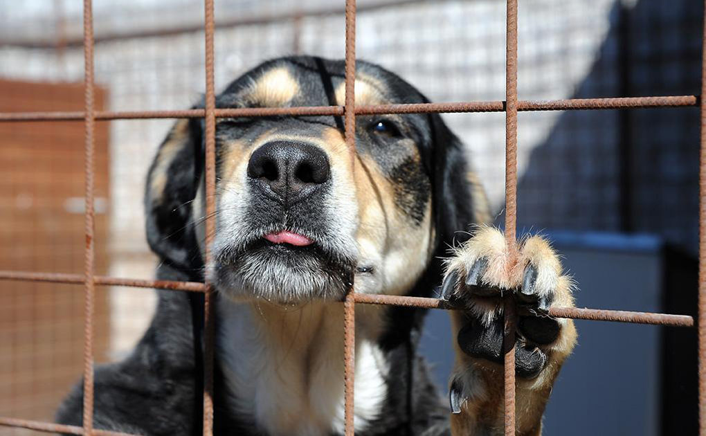 Chiuso il mattatoio-lager dove venivano uccisi decine di migliaia di cani: animalisti e polizia ne salvano dalla morte 61