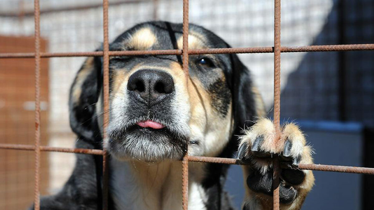 Svolta per i diritti degli animali: in Spagna è vietato tenere cani e gatti su balconi e terrazze. Multe da 10.000 a 50.000 euro. Nei casi più gravi si arriva fino a 200.000 euro