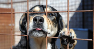 Copertina di Chiuso il mattatoio-lager dove venivano uccisi decine di migliaia di cani: animalisti e polizia ne salvano dalla morte 61
