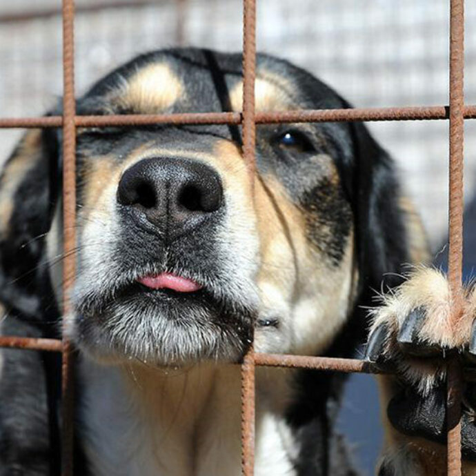 Svolta per i diritti degli animali: in Spagna è vietato tenere cani e gatti su balconi e terrazze. Multe da 10.000 a 50.000 euro. Nei casi più gravi si arriva fino a 200.000 euro