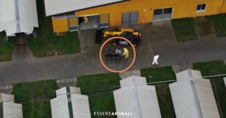 Covid, animalisti filmano l’abbattimento di migliaia di visoni nell’allevamento lombardo di Capralba