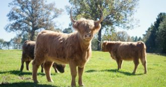 Copertina di La sostenibilità passa per la consapevolezza. E per ottenerla bisogna saper osservare