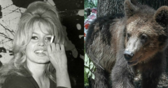 Copertina di Brigitte Bardot scrive al presidente Provincia di Trento: “Libera gli orsi a Casteller o non ti risparmierò”. Lui: “Se li ama venga a trovarci”