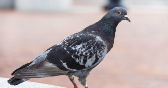 Copertina di Tassista investe e uccide un piccione: arrestato, rischia un anno di carcere