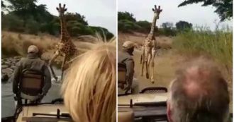 Copertina di Giraffa furibonda si lancia contro una jeep carica di turisti: le impressionanti immagini dell’inseguimento