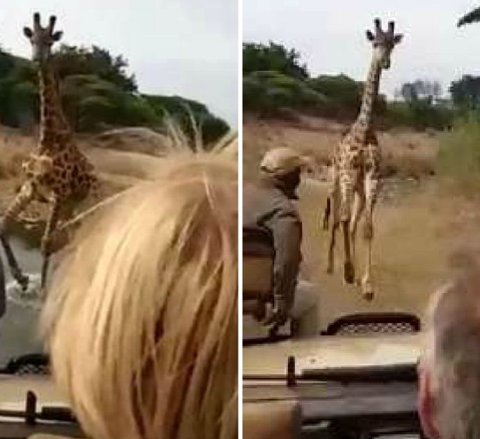 Giraffa furibonda si lancia contro una jeep carica di turisti: le impressionanti immagini dell’inseguimento