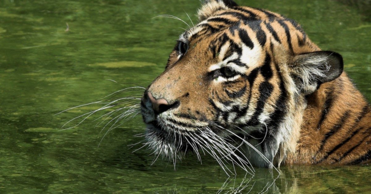 Tigre della malesia trovata morta in una pozza allo zoo: “E’ annegata”. Ma l’ipotesi non regge