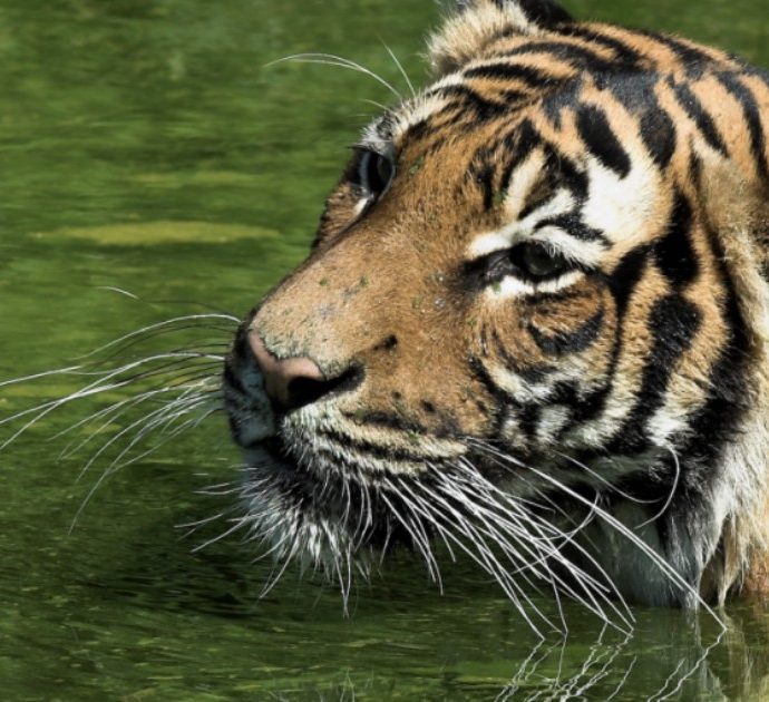 Tigre della malesia trovata morta in una pozza allo zoo: “E’ annegata”. Ma l’ipotesi non regge