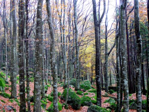 Copertina di Dall’invasione dei boschi ai tagli “utili”: tutti i falsi miti sulle foreste italiane