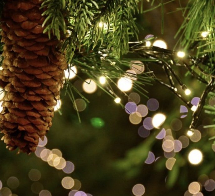 “Non buttate l’albero di Natale, mangiatelo!”: le ricette di Julia Georgallis per “cucinare” pini e abeti dopo le feste