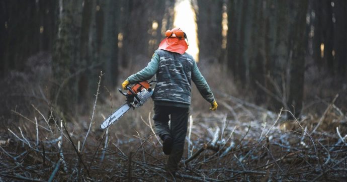 Russia, il racket del legno. Pudovkin, zar dei boschi