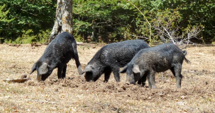 A Salemi cinquecento maiali sono stati uccisi per colpa di un braccio di ferro tra enti e privati