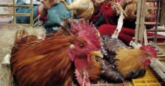 Copertina di Cina, uomo infettato da virus dell’influenza aviaria H5N6: è in terapia intensiva attaccato al ventilatore