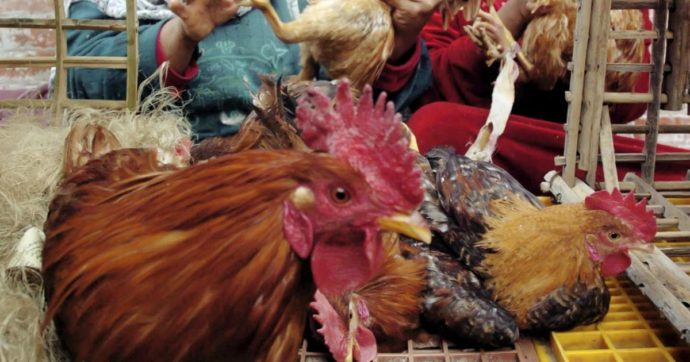 Cina, uomo infettato da virus dell’influenza aviaria H5N6: è in terapia intensiva attaccato al ventilatore