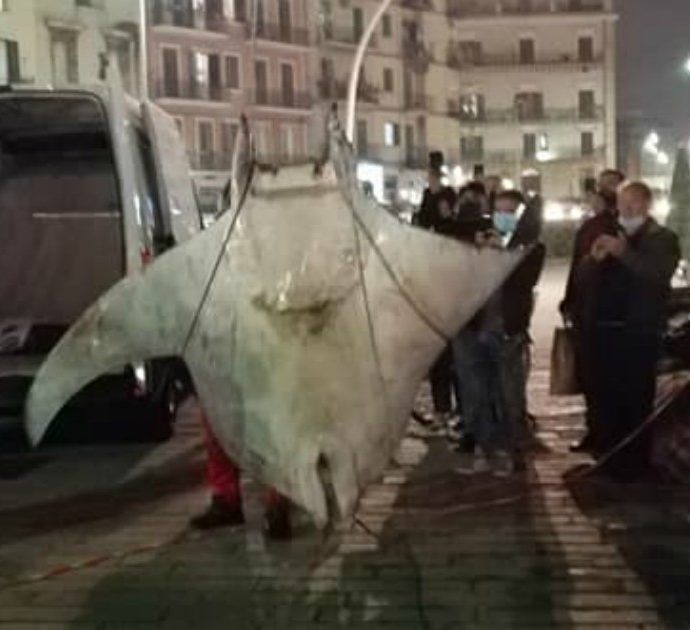 Palermo, trovata una manta gigatesca: pesa 450 chili, recuperata con una gru
