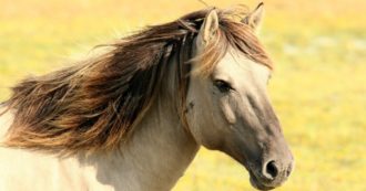Copertina di Ci sono troppi cavalli selvaggi in Australia: il governo è pronto a ucciderli sparandogli al cuore e alla testa dagli elicotteri