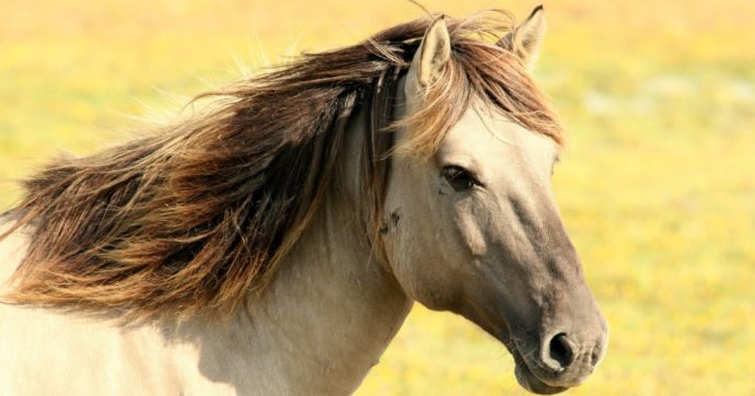La strage dei cavalli di Volterra: 19 morti da fine 2018 ancora senza spiegazione. Gli esperti: “Non escluso un avvelenamento doloso”