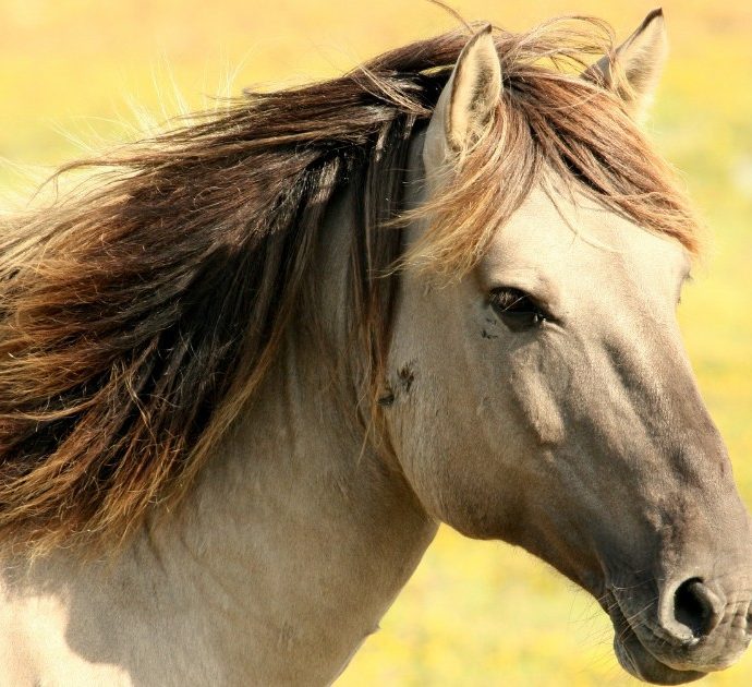 Ci sono troppi cavalli selvaggi in Australia: il governo è pronto a ucciderli sparandogli al cuore e alla testa dagli elicotteri