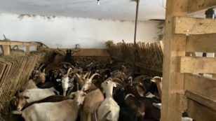 Copertina di Omicidio Gudeta, le “capre felici” accudite da un amico dell’imprenditrice. Arrivate richieste da tutta Italia per occuparsene