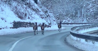 Copertina di Tre cerve a spasso sulle strade della Val Gardena: il video dell’avvistamento