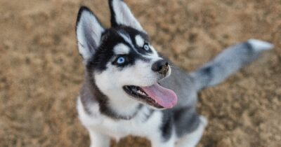 Copertina di “Datemi 100mila euro o mangio il vostro cane come facciamo un Cina”: un truffatore (che si è finto orientale) è stato denunciato per tentata estorsione