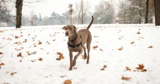 Copertina di Donna muore per ipotermia nel giardino della sua casa: indossava un pigiama leggero nonostante freddo e neve