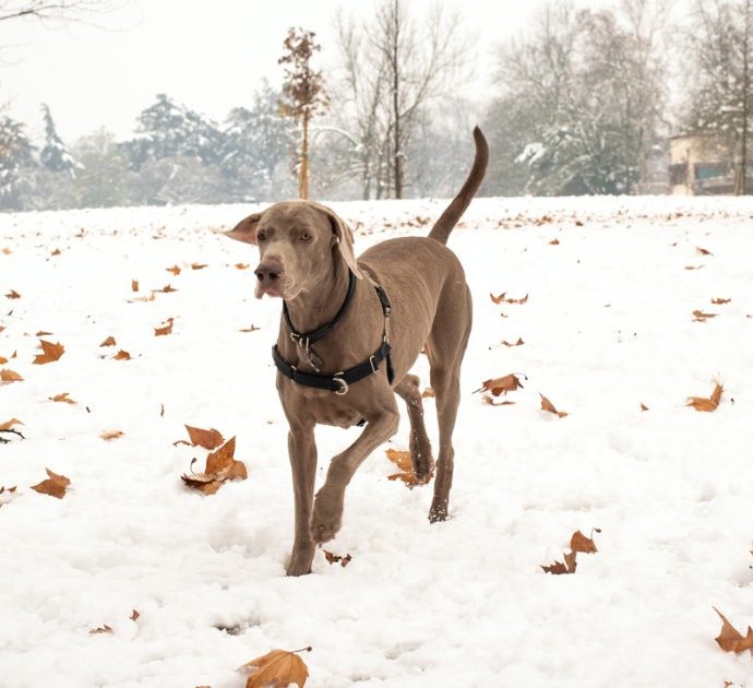 Cinque cani morti folgorati dalla corrente mentre giocavano nella neve: ecco cosa sta succedendo a Milano e perché