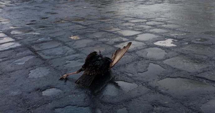 Disorientati dai fuochi d’artificio, a Roma centinaia di volatili morti a Capodanno