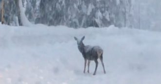 Copertina di Nevica troppo, anche il cervo resta bloccato sulle strade delle dolomiti bellunesi. L’animale spaesato non trova la via per il bosco
